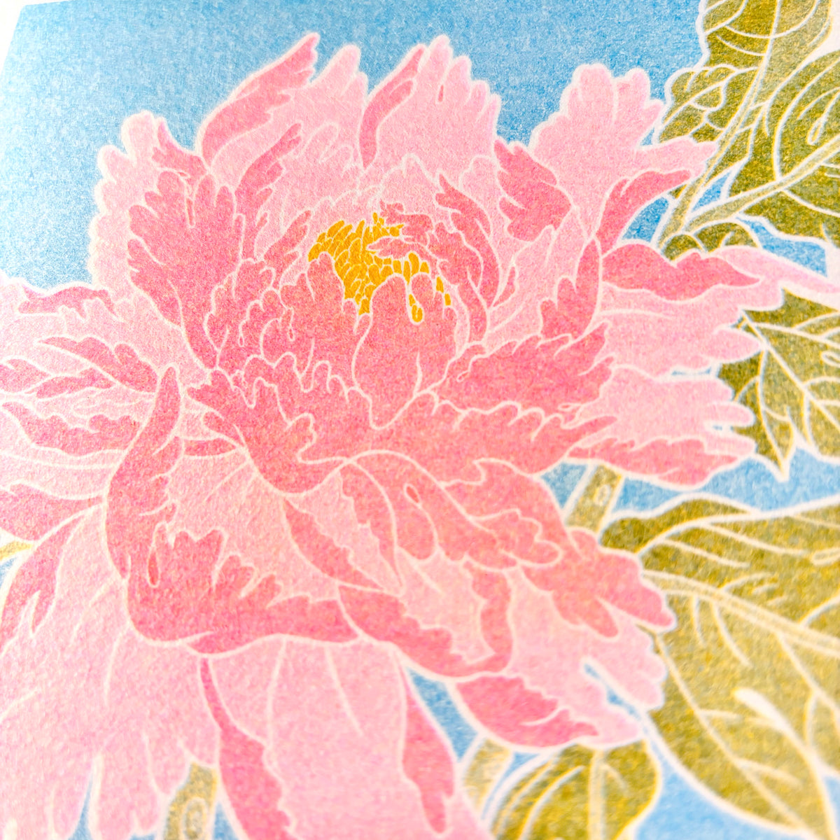 Peony / Botan • 5x7